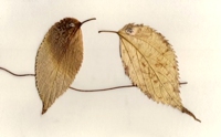 recyclart Leaves Birds